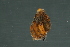  ( - CHU06-MOL-208)  @14 [ ] CreativeCommons - Attribution (2007) Unspecified Centre for Biodiversity Genomics
