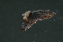  ( - CHU06-MOL-239)  @13 [ ] CreativeCommons - Attribution (2007) Unspecified Centre for Biodiversity Genomics