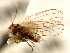  ( - CHU06-HOM-069)  @13 [ ] CreativeCommons - Attribution (2010) Unspecified Centre for Biodiversity Genomics