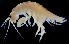  (Serejohyale - S0.20)  @11 [ ] No Rights Reserved  Unspecified Unspecified