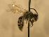  ( - JBWM0306520)  @13 [ ] Copyright (2008) Unspecified J.B. Wallis Museum of Entomology, University of Manitoba