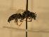  ( - JBWM0306522)  @13 [ ] Copyright (2008) Unspecified J.B. Wallis Museum of Entomology, University of Manitoba