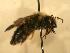  ( - JBWM0306558)  @11 [ ] Copyright (2008) Unspecified J.B. Wallis Museum of Entomology, University of Manitoba