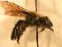  ( - JBWM0306559)  @11 [ ] Copyright (2008) Unspecified J.B. Wallis Museum of Entomology, University of Manitoba