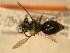  ( - JBWM0306560)  @13 [ ] Copyright (2008) Unspecified J.B. Wallis Museum of Entomology, University of Manitoba
