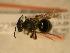  ( - JBWM0306561)  @13 [ ] Copyright (2008) Unspecified J.B. Wallis Museum of Entomology, University of Manitoba