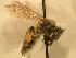  ( - JBWM0306562)  @13 [ ] Copyright (2008) Unspecified J.B. Wallis Museum of Entomology, University of Manitoba