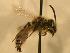  ( - JBWM0306563)  @12 [ ] Copyright (2008) Unspecified J.B. Wallis Museum of Entomology, University of Manitoba