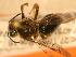  ( - JBWM0306564)  @12 [ ] Copyright (2008) Unspecified J.B. Wallis Museum of Entomology, University of Manitoba