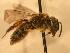  (Andrena cyanophila - JBWM0306573)  @14 [ ] Copyright (2008) Unspecified J.B. Wallis Museum of Entomology, University of Manitoba