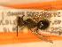  ( - JBWM0306583)  @12 [ ] Copyright (2008) Unspecified J.B. Wallis Museum of Entomology, University of Manitoba