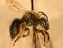  ( - JBWM0306589)  @14 [ ] Copyright (2008) Unspecified J.B. Wallis Museum of Entomology, University of Manitoba