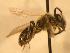  ( - JBWM0306590)  @14 [ ] Copyright (2008) Unspecified J.B. Wallis Museum of Entomology, University of Manitoba