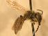  ( - JBWM0306591)  @13 [ ] Copyright (2008) Unspecified J.B. Wallis Museum of Entomology, University of Manitoba
