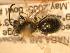  ( - JBWM0310018)  @12 [ ] Copyright (2008) Unspecified J.B. Wallis Museum of Entomology, University of Manitoba
