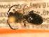  ( - JBWM0310019)  @12 [ ] Copyright (2008) Unspecified J.B. Wallis Museum of Entomology, University of Manitoba