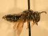  ( - JBWM0310021)  @12 [ ] Copyright (2008) Unspecified J.B. Wallis Museum of Entomology, University of Manitoba