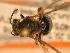  ( - JBWM0310025)  @12 [ ] Copyright (2008) Unspecified J.B. Wallis Museum of Entomology, University of Manitoba