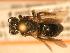  ( - JBWM0310026)  @12 [ ] Copyright (2008) Unspecified J.B. Wallis Museum of Entomology, University of Manitoba