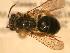  ( - JBWM0310028)  @12 [ ] Copyright (2008) Unspecified J.B. Wallis Museum of Entomology, University of Manitoba