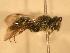  ( - JBWM0310033)  @13 [ ] Copyright (2008) Unspecified J.B. Wallis Museum of Entomology, University of Manitoba