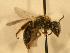  ( - JBWM0310034)  @13 [ ] Copyright (2008) Unspecified J.B. Wallis Museum of Entomology, University of Manitoba