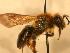  ( - JBWM0310041)  @13 [ ] Copyright (2008) Unspecified J.B. Wallis Museum of Entomology, University of Manitoba