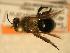  ( - JBWM0310049)  @13 [ ] Copyright (2008) Unspecified J.B. Wallis Museum of Entomology, University of Manitoba