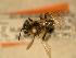  ( - JBWM0310053)  @13 [ ] Copyright (2008) Unspecified J.B. Wallis Museum of Entomology, University of Manitoba
