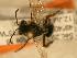  ( - JBWM0310055)  @13 [ ] Copyright (2008) Unspecified J.B. Wallis Museum of Entomology, University of Manitoba