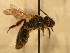  ( - JBWM0310059)  @13 [ ] Copyright (2008) Unspecified J.B. Wallis Museum of Entomology, University of Manitoba