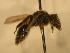  ( - JBWM0310060)  @13 [ ] Copyright (2008) Unspecified J.B. Wallis Museum of Entomology, University of Manitoba