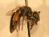  ( - JBWM0310061)  @13 [ ] Copyright (2008) Unspecified J.B. Wallis Museum of Entomology, University of Manitoba