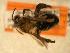  ( - JBWM0310094)  @14 [ ] Copyright (2008) Unspecified J.B. Wallis Museum of Entomology, University of Manitoba