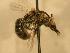  ( - JBWM0310321)  @12 [ ] Copyright (2008) Unspecified J.B. Wallis Museum of Entomology, University of Manitoba