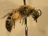  ( - JBWM0310322)  @12 [ ] Copyright (2008) Unspecified J.B. Wallis Museum of Entomology, University of Manitoba