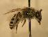  ( - JBWM0310323)  @12 [ ] Copyright (2008) Unspecified J.B. Wallis Museum of Entomology, University of Manitoba