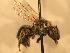  ( - JBWM0310324)  @12 [ ] Copyright (2008) Unspecified J.B. Wallis Museum of Entomology, University of Manitoba
