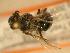  ( - JBWM0310326)  @12 [ ] Copyright (2008) Unspecified J.B. Wallis Museum of Entomology, University of Manitoba