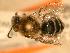  ( - JBWM0310328)  @12 [ ] Copyright (2008) Unspecified J.B. Wallis Museum of Entomology, University of Manitoba