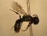  ( - JBWM0310347)  @12 [ ] Copyright (2008) Unspecified J.B. Wallis Museum of Entomology, University of Manitoba
