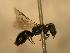  ( - JBWM0310348)  @12 [ ] Copyright (2008) Unspecified J.B. Wallis Museum of Entomology, University of Manitoba