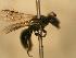  ( - JBWM0310350)  @12 [ ] Copyright (2008) Unspecified J.B. Wallis Museum of Entomology, University of Manitoba