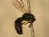  ( - JBWM0310354)  @12 [ ] Copyright (2008) Unspecified J.B. Wallis Museum of Entomology, University of Manitoba