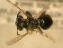  ( - JBWM0311655)  @12 [ ] Copyright (2008) Unspecified J.B. Wallis Museum of Entomology, University of Manitoba