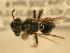  ( - JBWM0311656)  @13 [ ] Copyright (2008) Unspecified J.B. Wallis Museum of Entomology, University of Manitoba