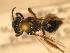  ( - JBWM0311657)  @13 [ ] Copyright (2008) Unspecified J.B. Wallis Museum of Entomology, University of Manitoba