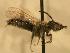  ( - JBWM0311659)  @14 [ ] Copyright (2008) Unspecified J.B. Wallis Museum of Entomology, University of Manitoba