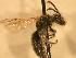  ( - JBWM0311661)  @13 [ ] Copyright (2008) Unspecified J.B. Wallis Museum of Entomology, University of Manitoba