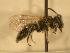  ( - JBWM0311662)  @13 [ ] Copyright (2008) Unspecified J.B. Wallis Museum of Entomology, University of Manitoba